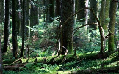 Wunderwelt Wald, Teil 1